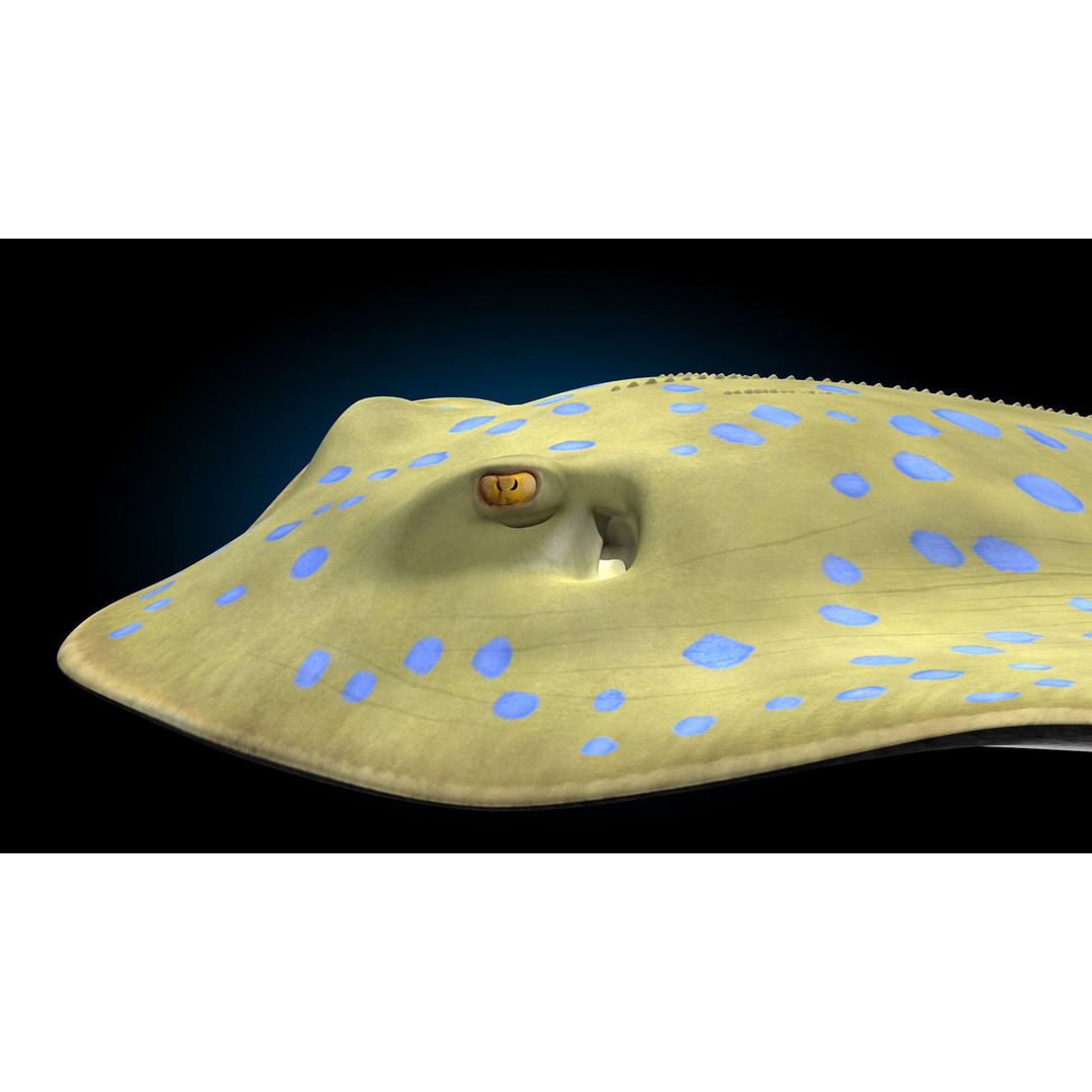 Blue-spotted Stingray 3D Model – Rigged & Animated, FBX - View 10