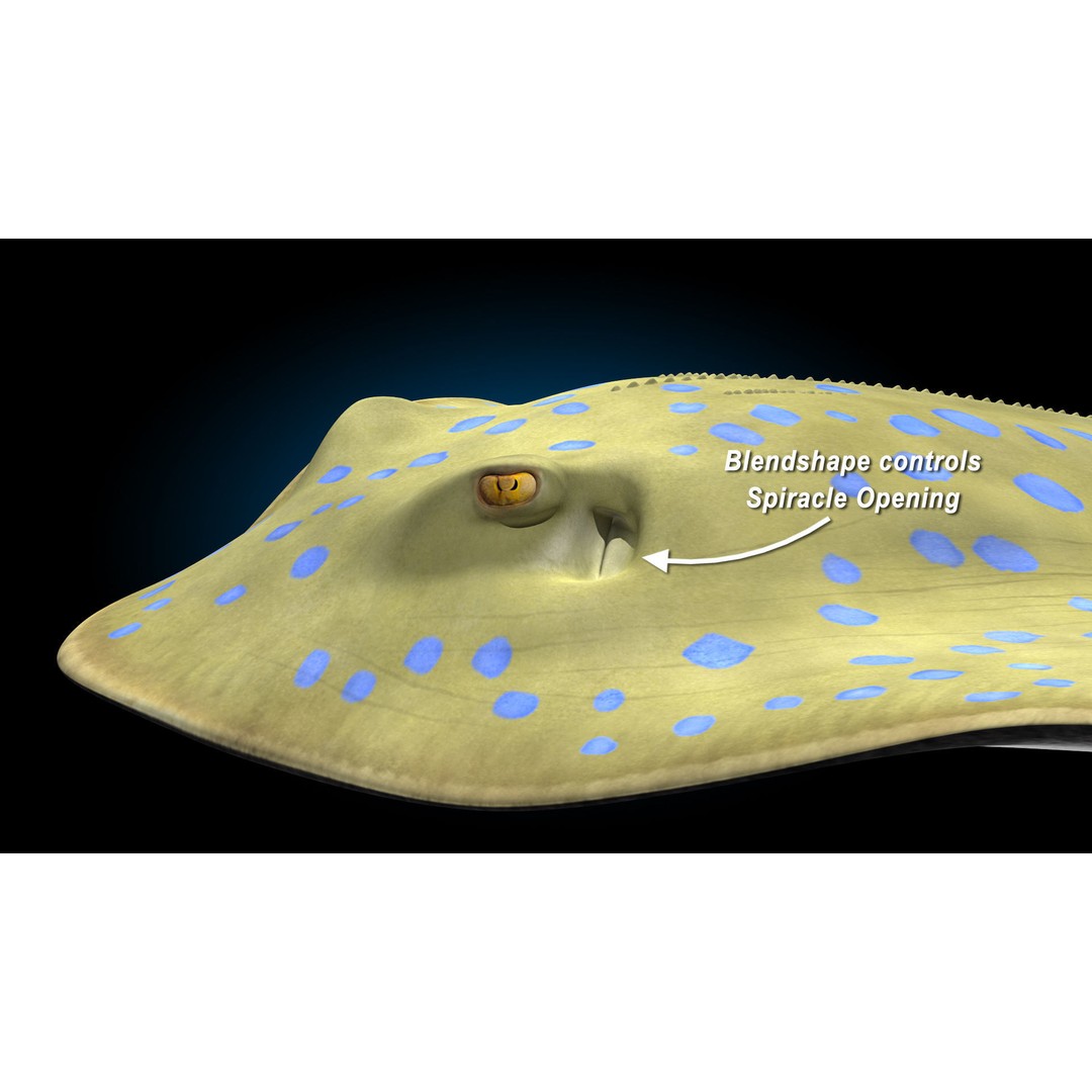 Blue-spotted Stingray 3D Model – Rigged & Animated, FBX - View 11