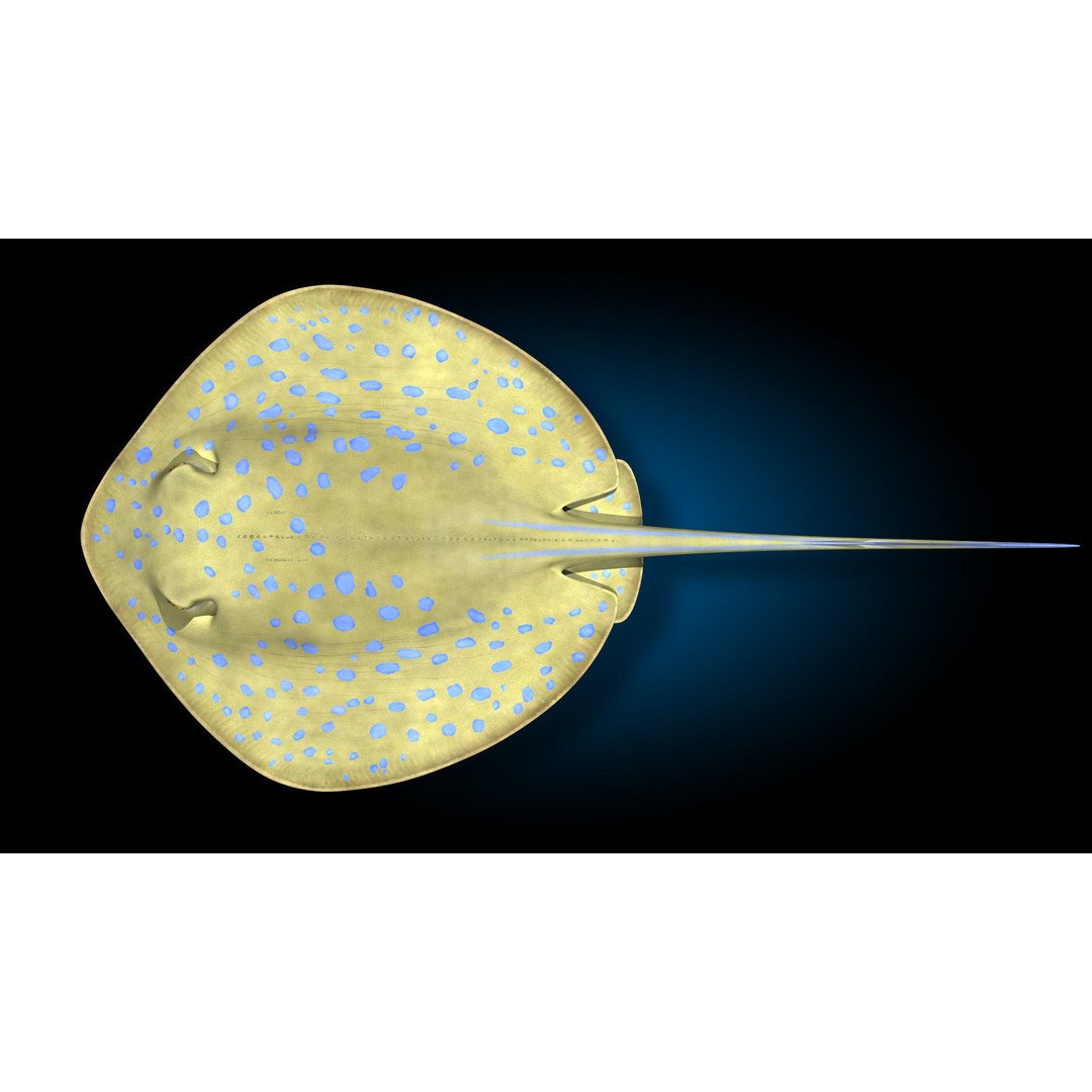 Blue-spotted Stingray 3D Model – Rigged & Animated, FBX - View 12