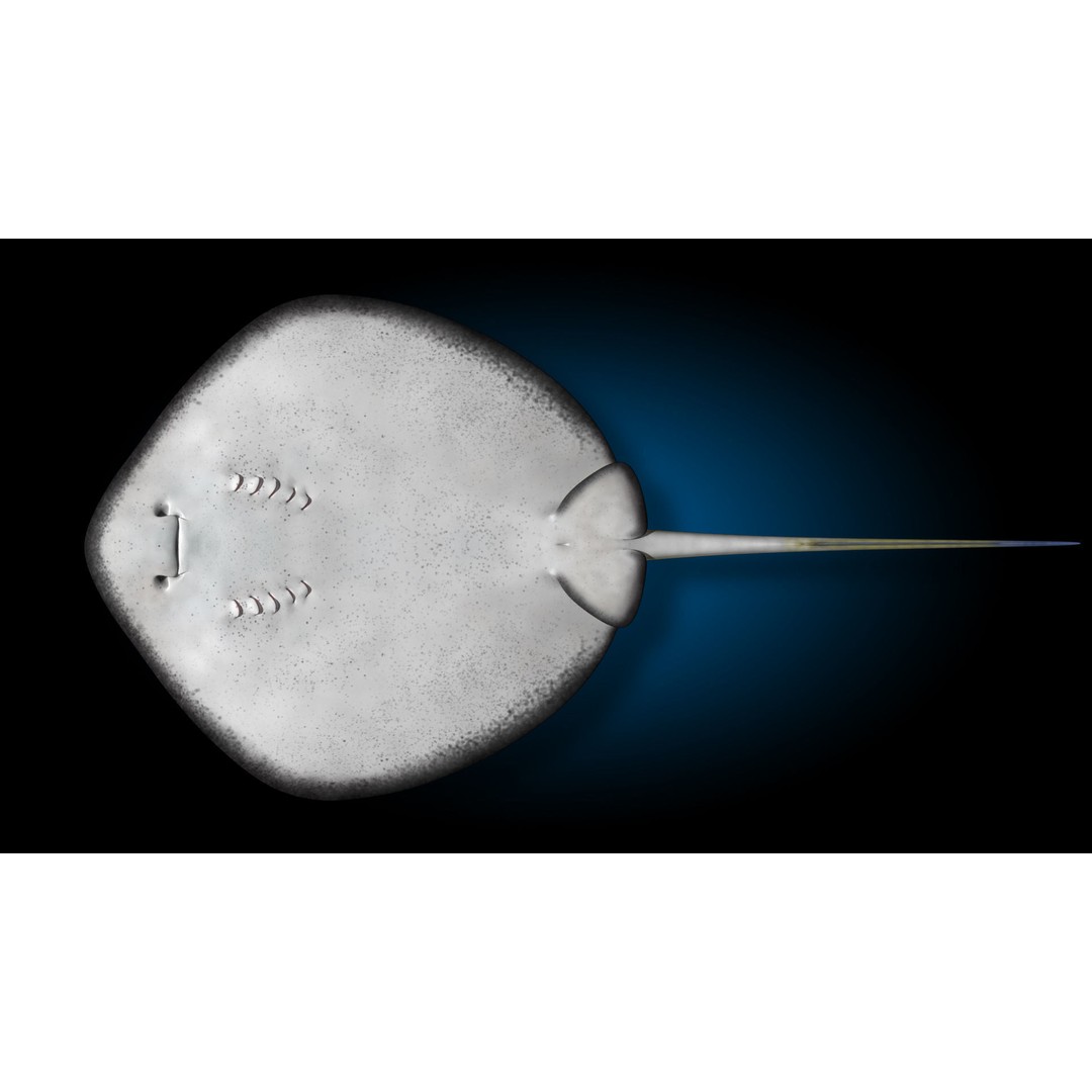 Blue-spotted Stingray 3D Model – Rigged & Animated, FBX - View 13