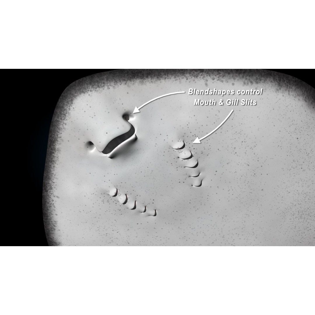 Blue-spotted Stingray 3D Model – Rigged & Animated, FBX - View 15