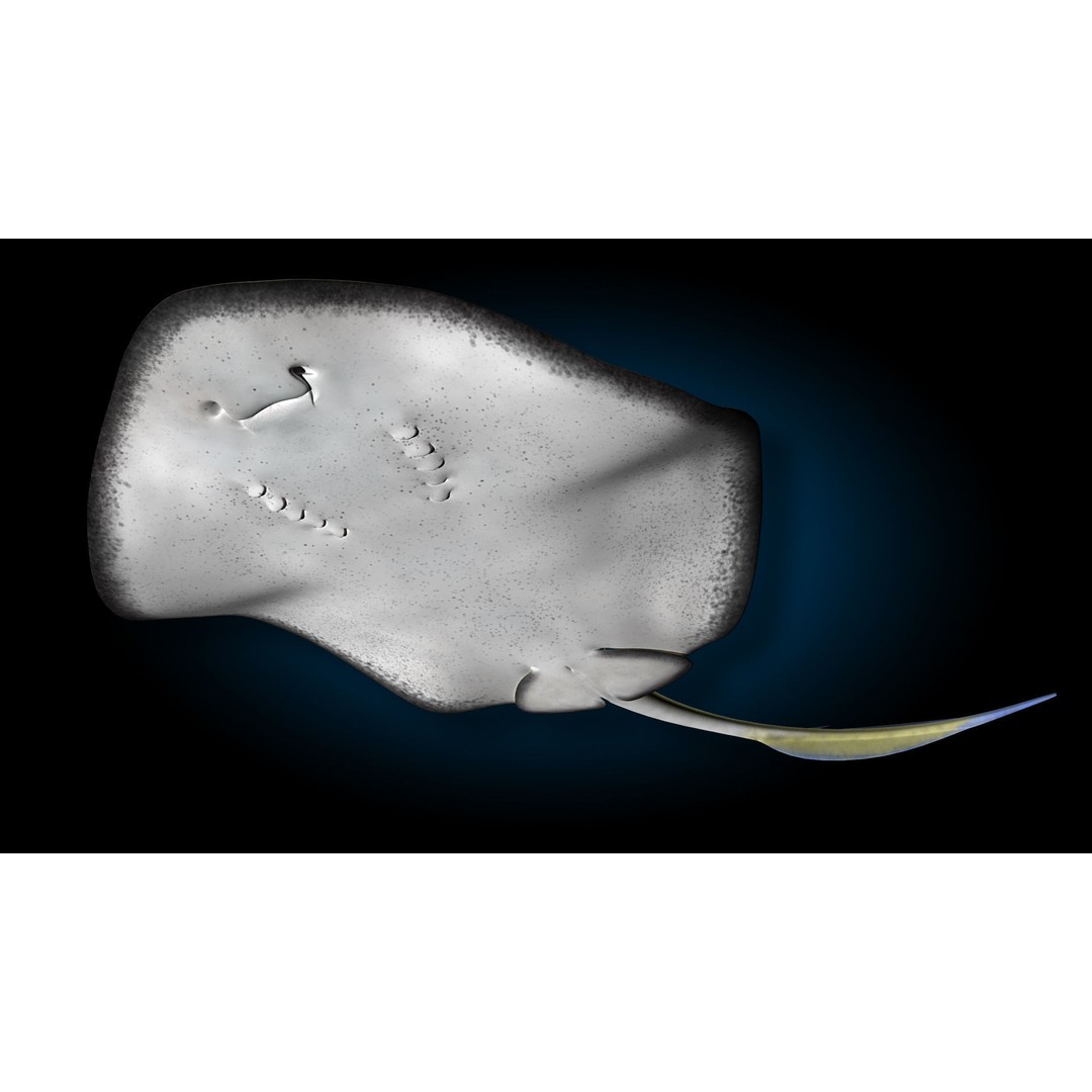 Blue-spotted Stingray 3D Model – Rigged & Animated, FBX - View 16