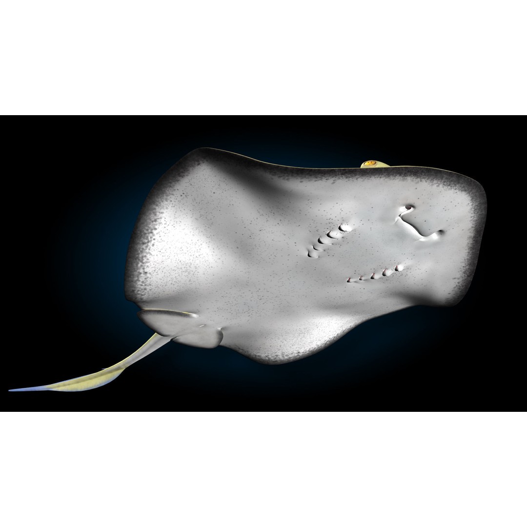 Blue-spotted Stingray 3D Model – Rigged & Animated, FBX - View 17