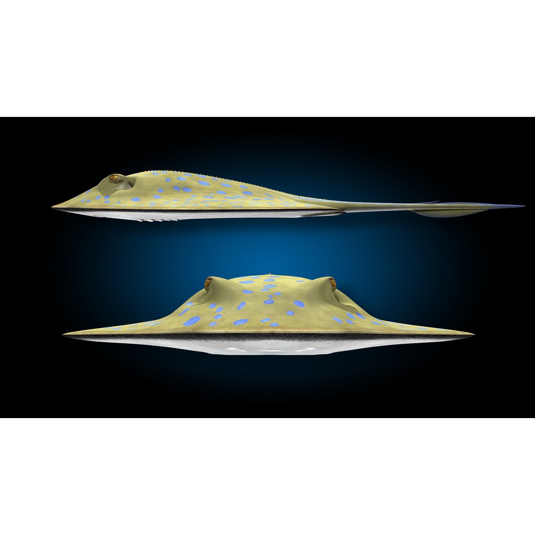 Blue-spotted Stingray 3D Model – Rigged & Animated, FBX - View 18