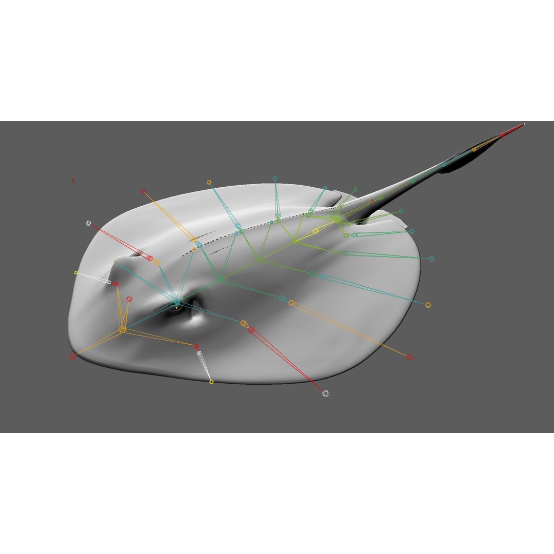 Blue-spotted Stingray 3D Model – Rigged & Animated, FBX - View 19