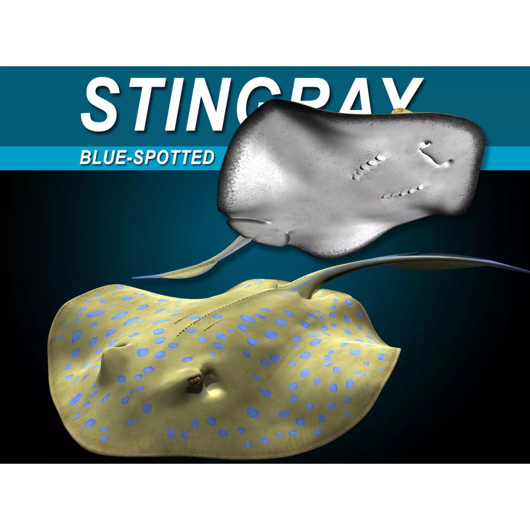 Blue-spotted Stingray 3D Model – Rigged & Animated, FBX - View 2