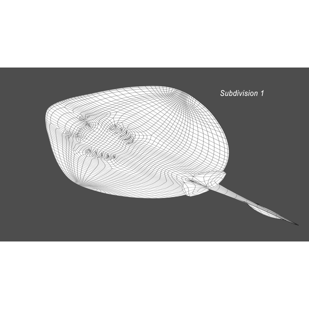 Blue-spotted Stingray 3D Model – Rigged & Animated, FBX - View 23