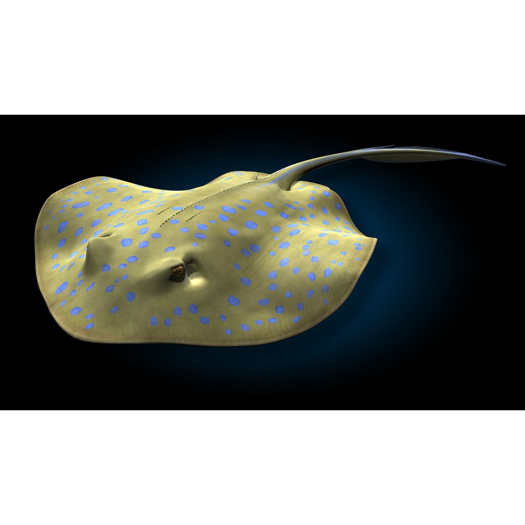 Blue-spotted Stingray 3D Model – Rigged & Animated, FBX - View 3