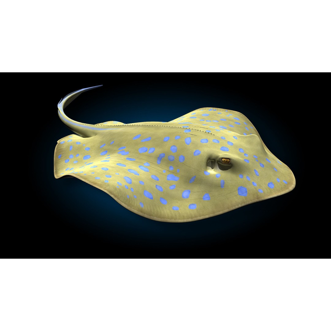 Blue-spotted Stingray 3D Model – Rigged & Animated, FBX - View 4