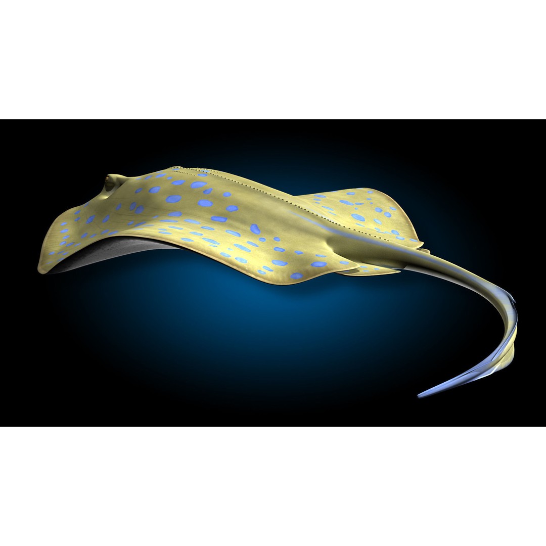 Blue-spotted Stingray 3D Model – Rigged & Animated, FBX - View 5