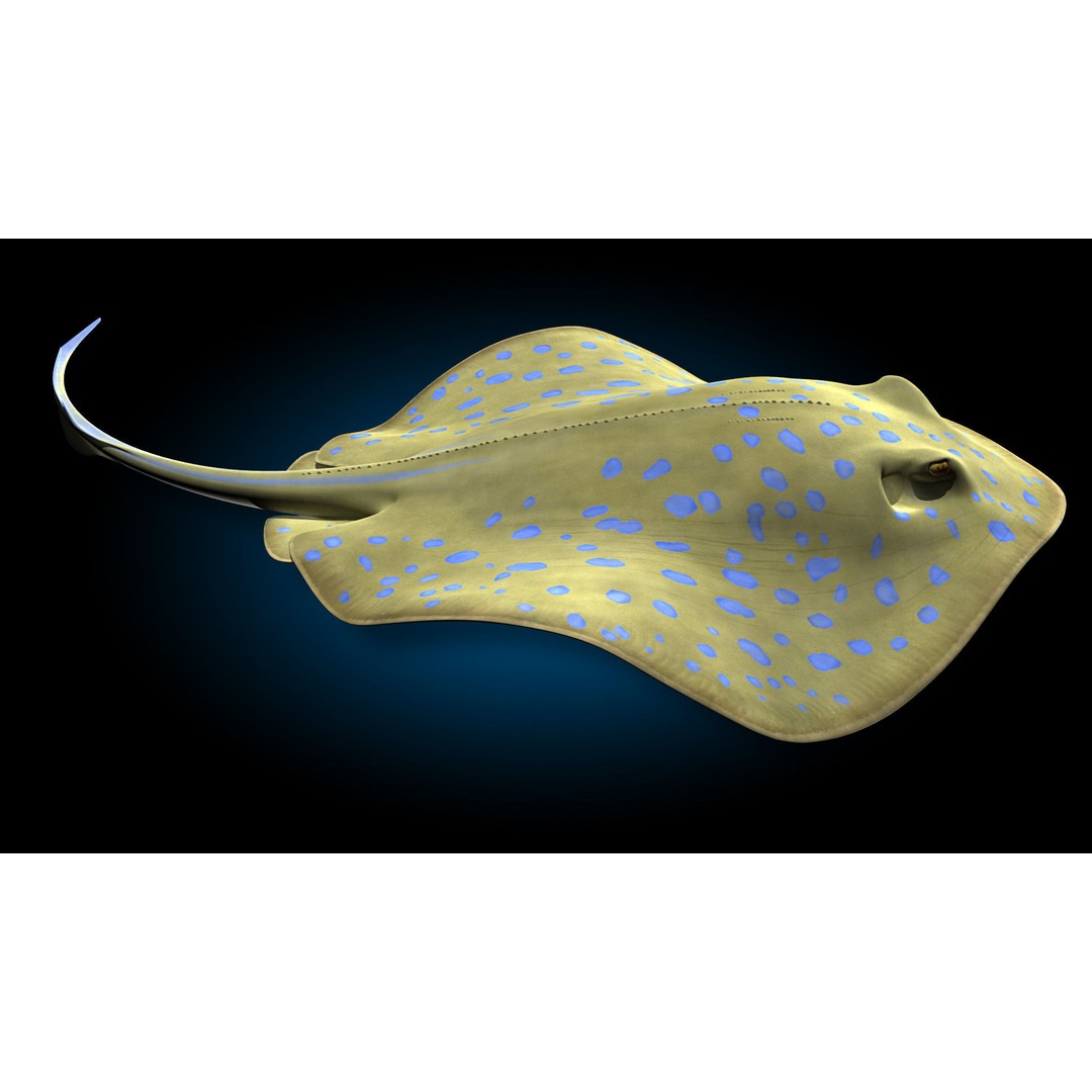 Blue-spotted Stingray 3D Model – Rigged & Animated, FBX - View 6