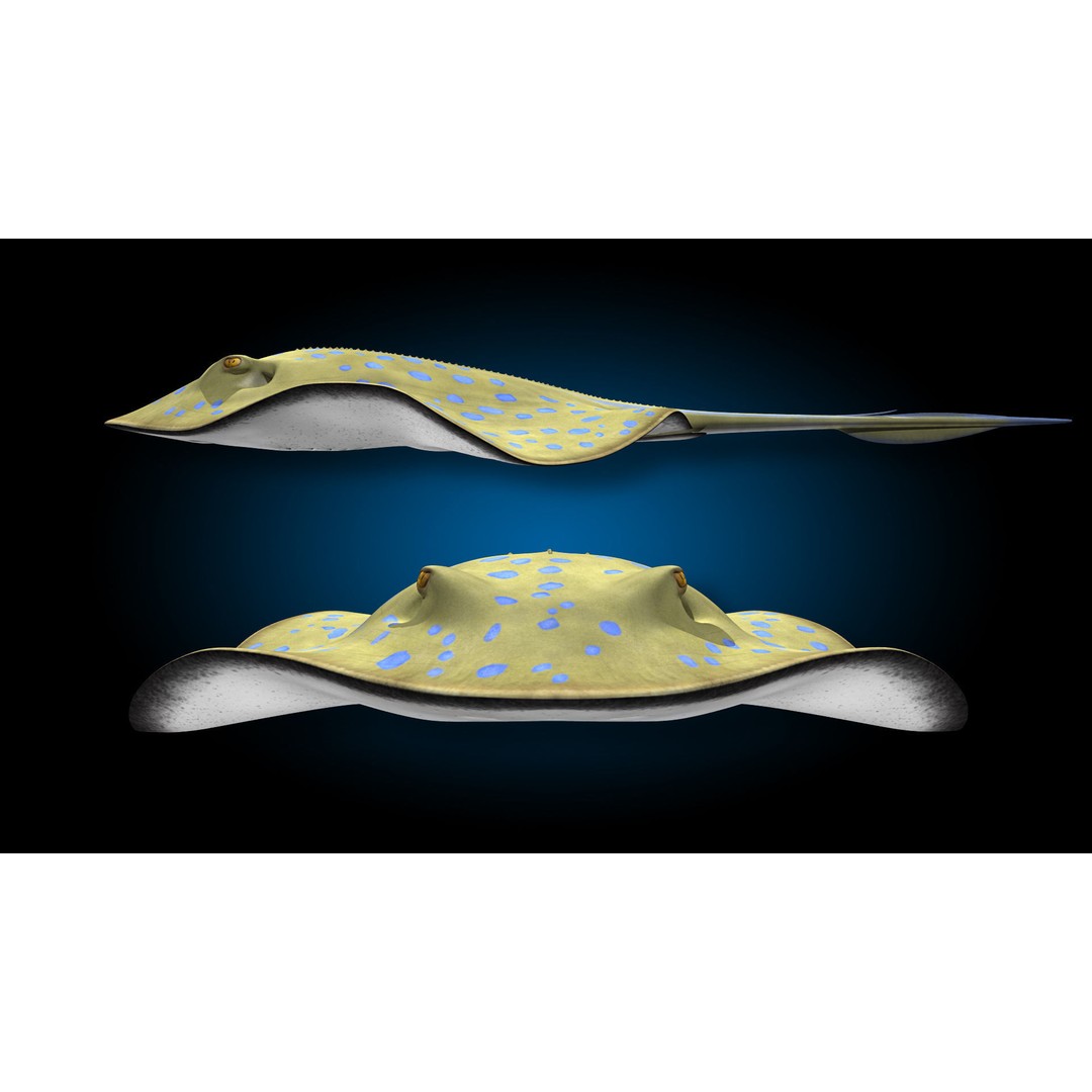 Blue-spotted Stingray 3D Model – Rigged & Animated, FBX - View 7
