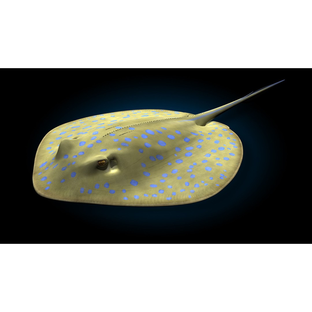 Blue-spotted Stingray 3D Model – Rigged & Animated, FBX - View 8