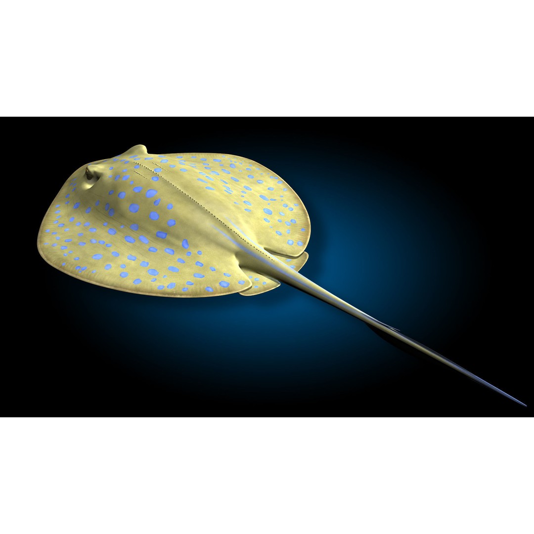 Blue-spotted Stingray 3D Model – Rigged & Animated, FBX - View 9
