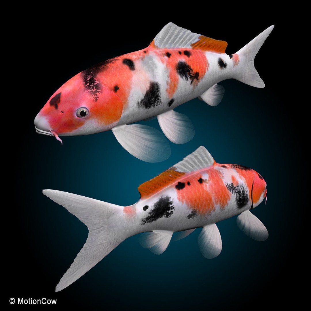 Koi Fish 3D Model – Realistic Rigged Animation Ready FBX - View 10