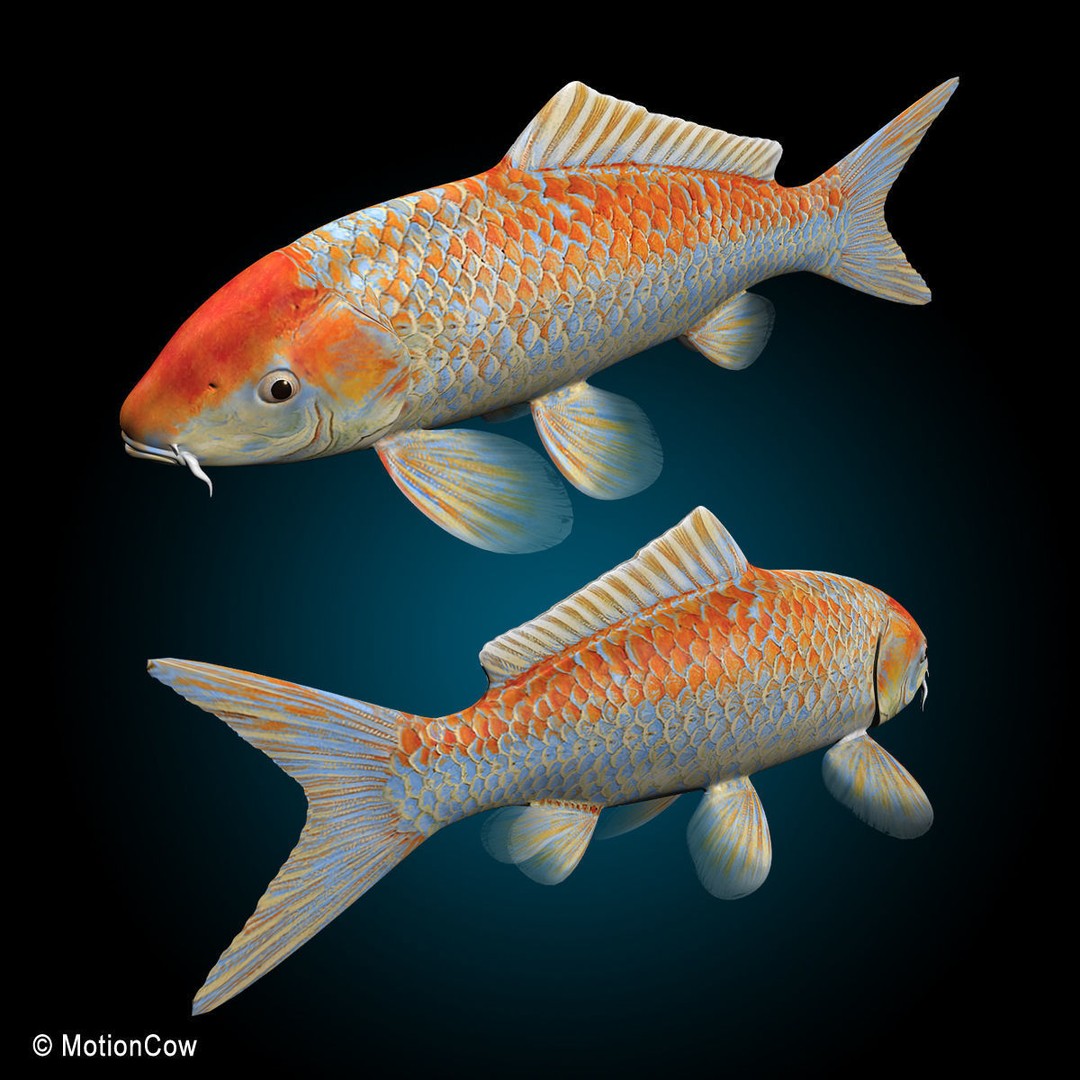 Koi Fish 3D Model – Realistic Rigged Animation Ready FBX - View 11