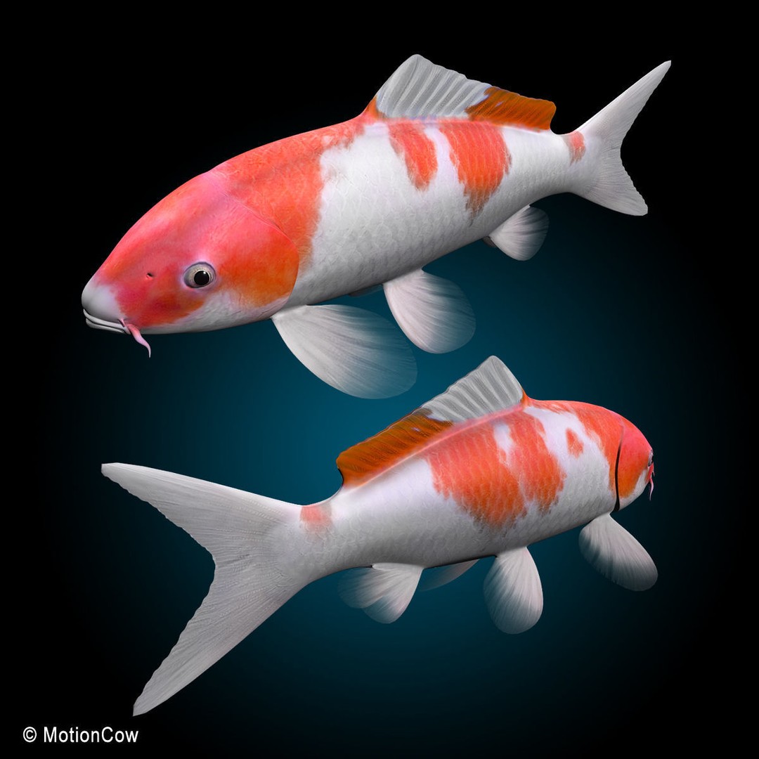 Koi Fish 3D Model – Realistic Rigged Animation Ready FBX - View 12