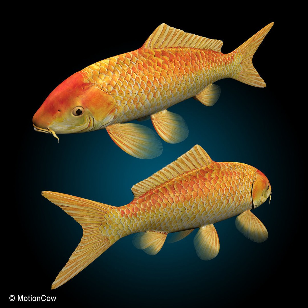 Koi Fish 3D Model – Realistic Rigged Animation Ready FBX - View 13