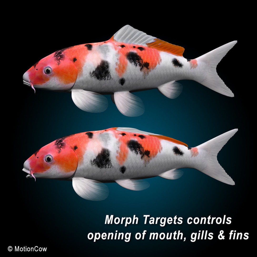 Koi Fish 3D Model – Realistic Rigged Animation Ready FBX - View 14
