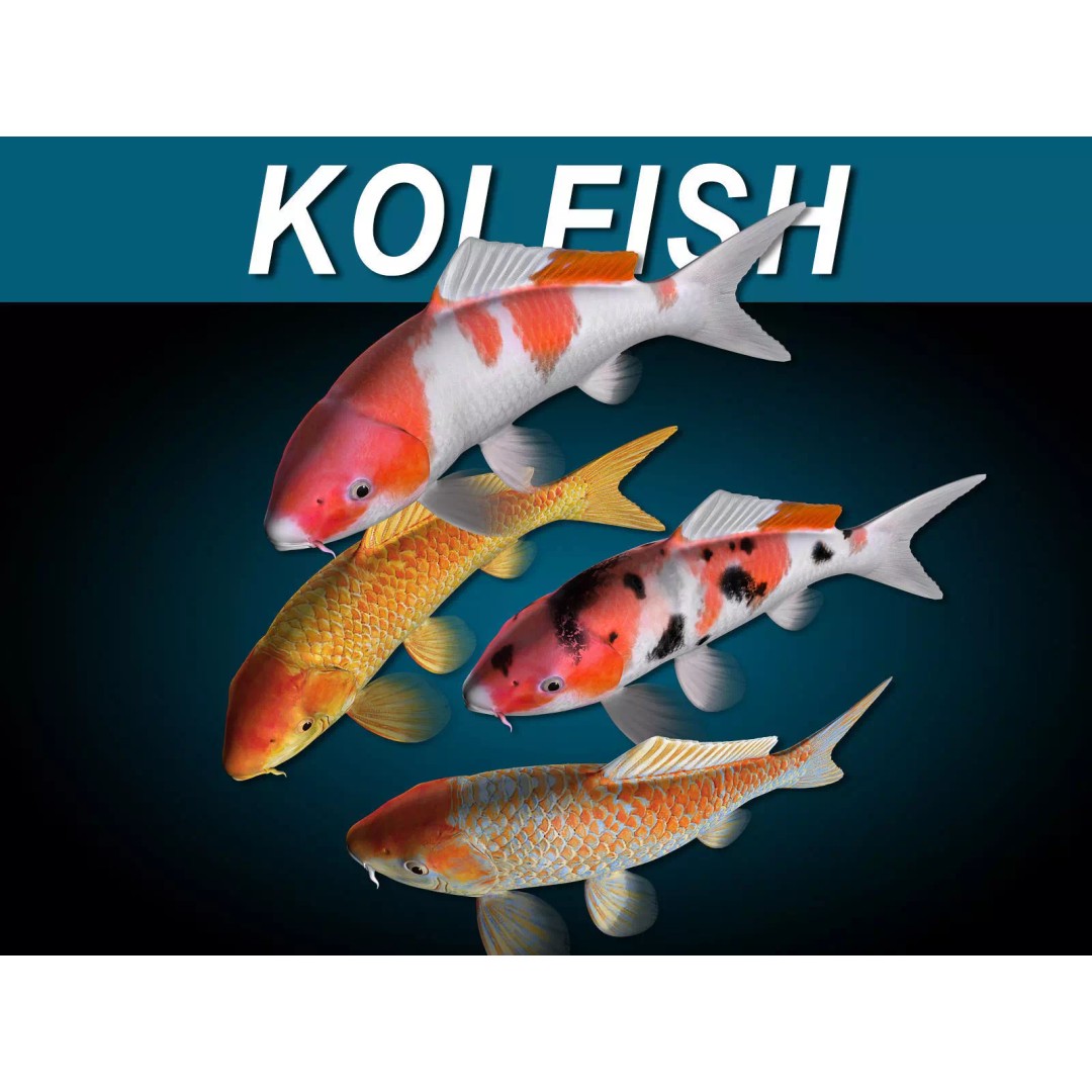 Koi Fish 3D Model – Realistic Rigged Animation Ready FBX - View 2