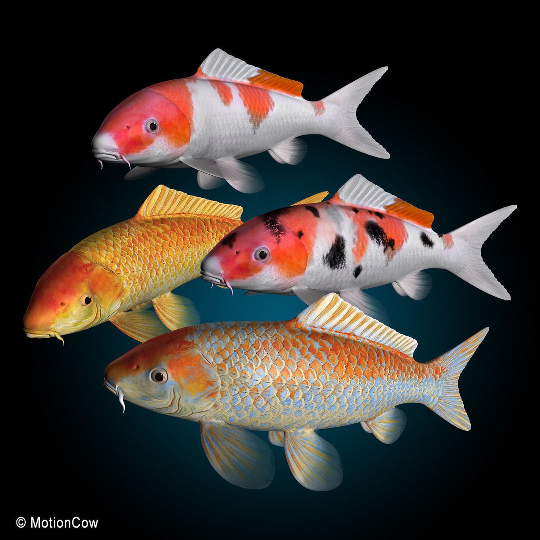 Koi Fish 3D Model – Realistic Rigged Animation Ready FBX - View 3