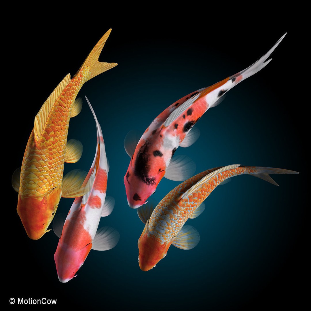 Koi Fish 3D Model – Realistic Rigged Animation Ready FBX - View 4