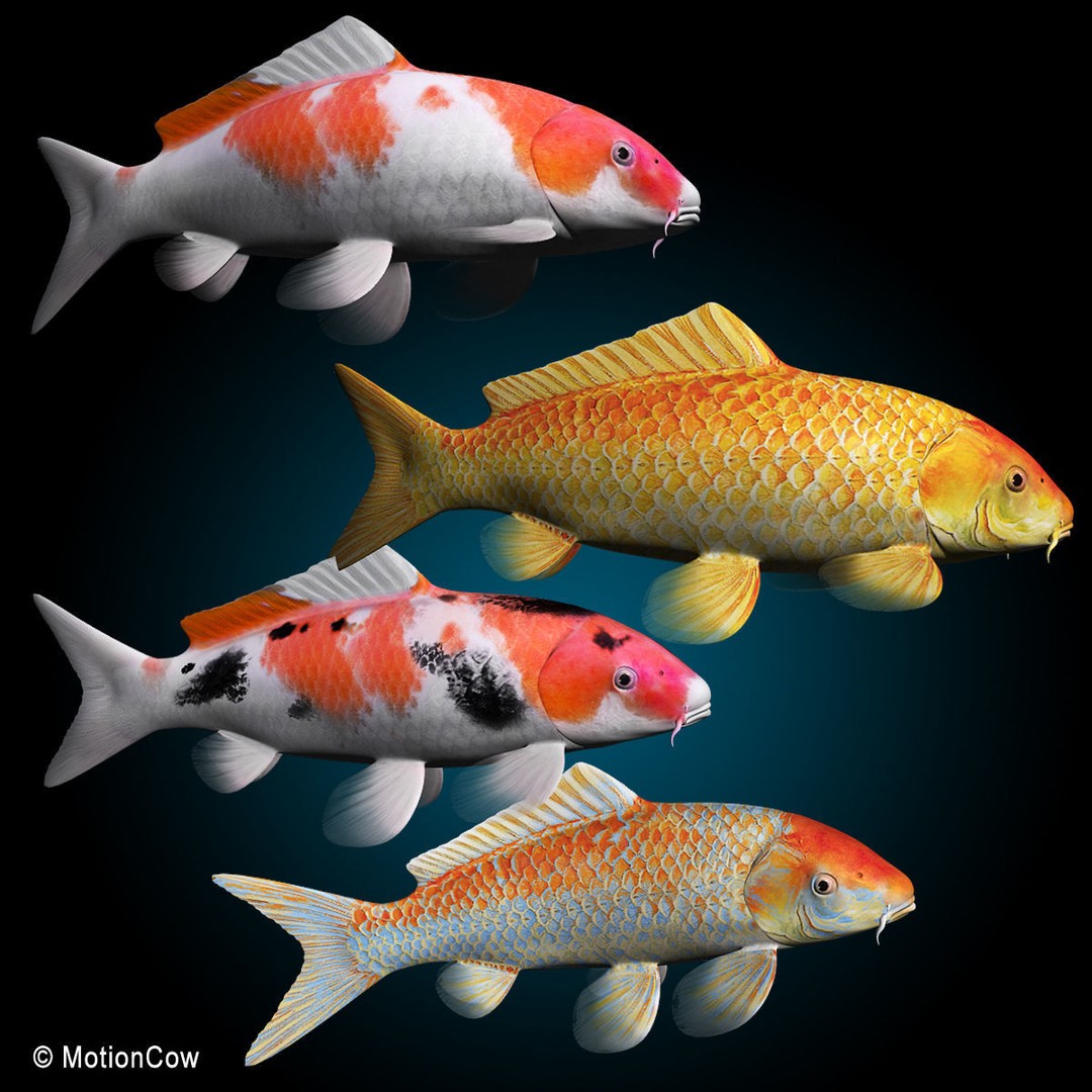 Koi Fish 3D Model – Realistic Rigged Animation Ready FBX - View 5