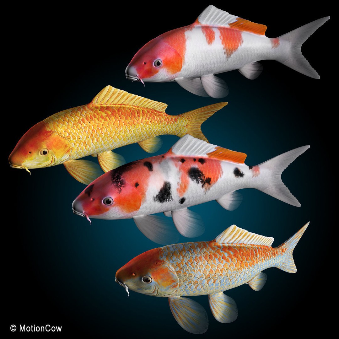 Koi Fish 3D Model – Realistic Rigged Animation Ready FBX - View 6