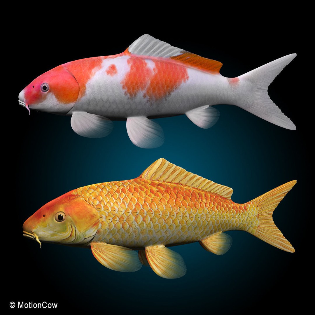 Koi Fish 3D Model – Realistic Rigged Animation Ready FBX - View 7
