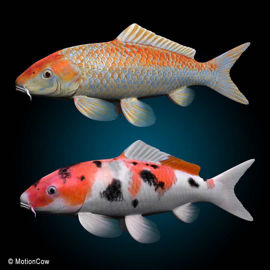 Koi Fish 3D Model – Realistic Rigged Animation Ready FBX - View 8