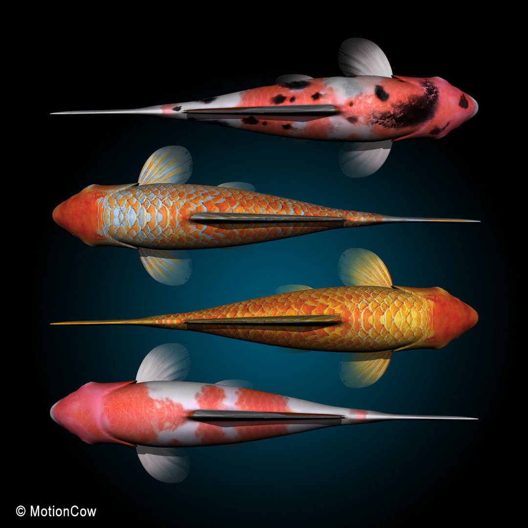 Koi Fish 3D Model – Realistic Rigged Animation Ready FBX - View 9