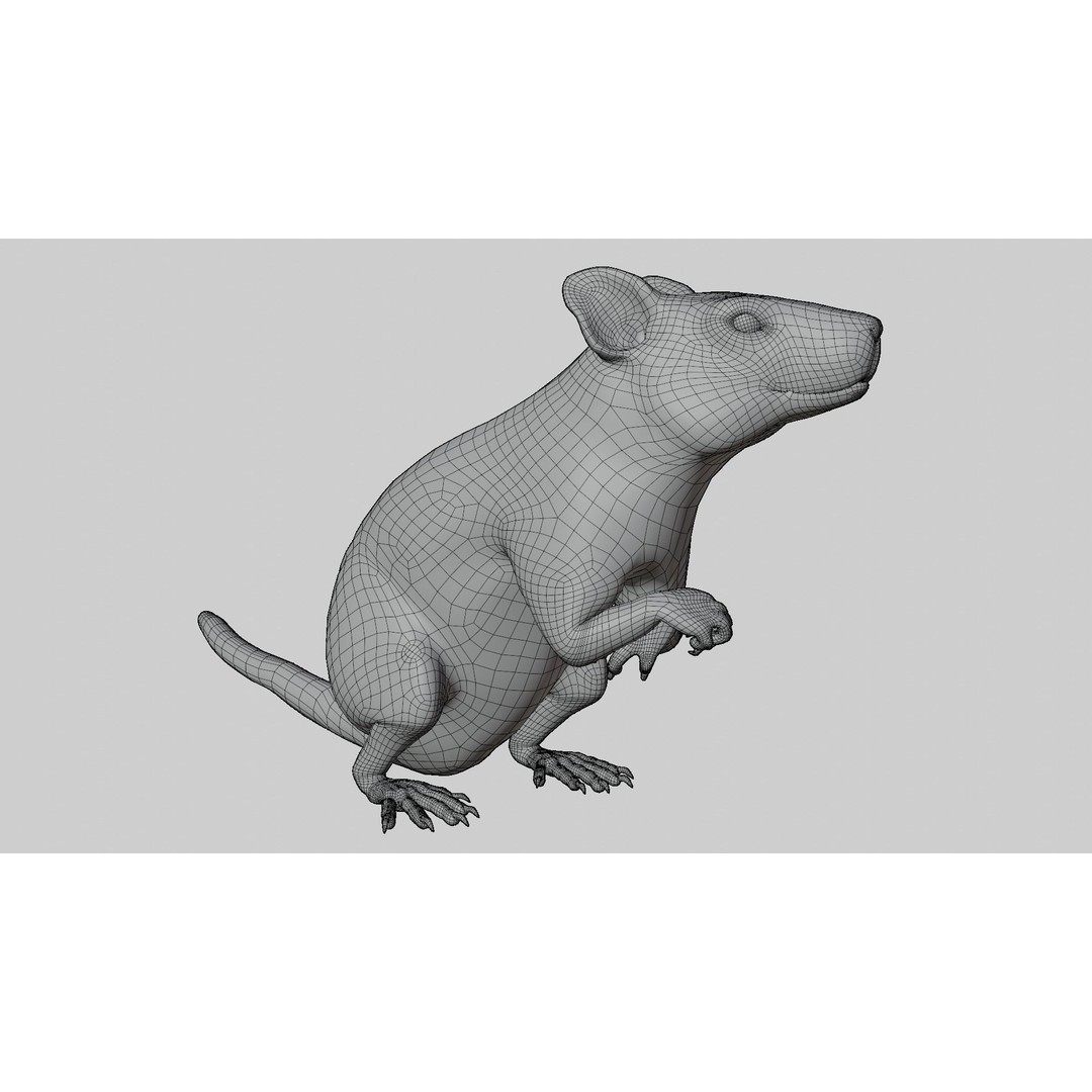 Realistic Rat 3D Model – Rigged PBR Character for VFX, FBX - View 18