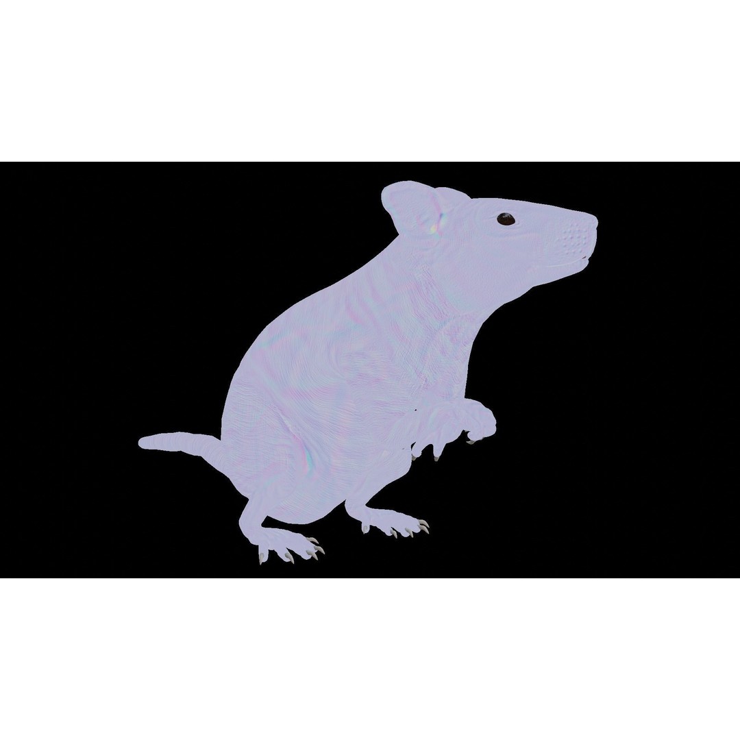 Realistic Rat 3D Model – Rigged PBR Character for VFX, FBX - View 19