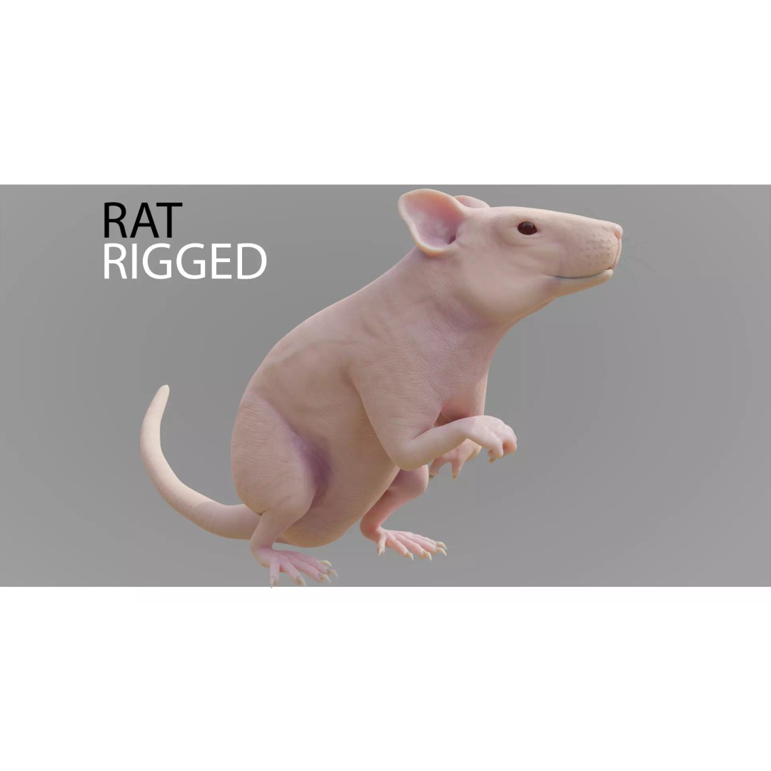 Realistic Rat 3D Model – Rigged PBR Character for VFX, FBX - View 2