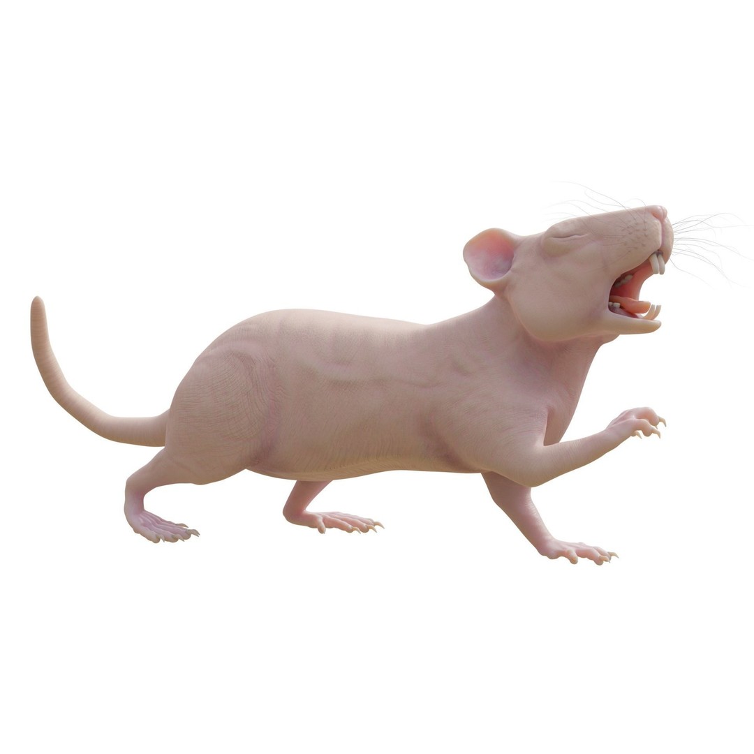 Realistic Rat 3D Model – Rigged PBR Character for VFX, FBX - View 3