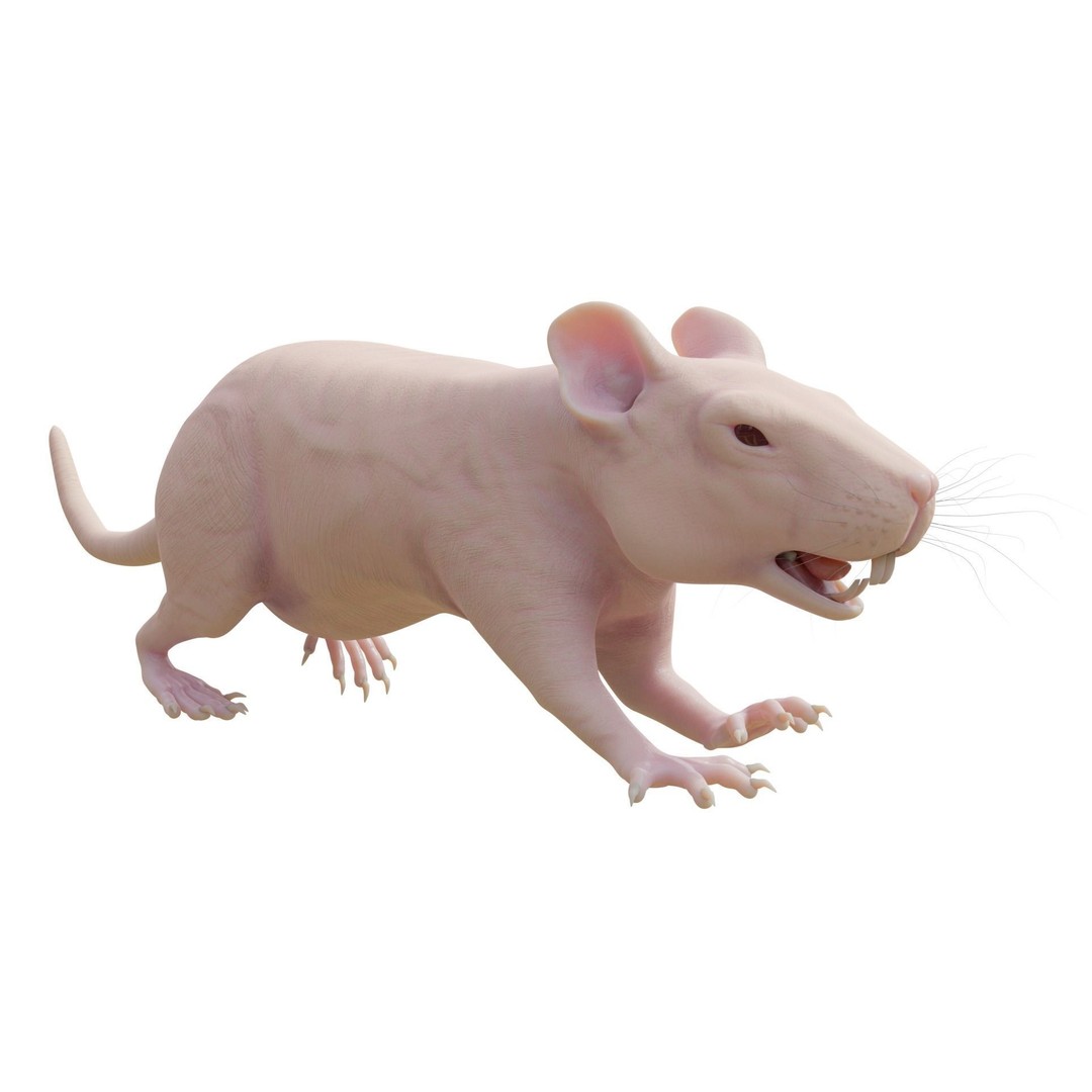 Realistic Rat 3D Model – Rigged PBR Character for VFX, FBX - View 4