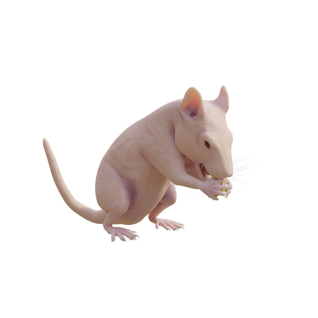 Realistic Rat 3D Model – Rigged PBR Character for VFX, FBX - View 5