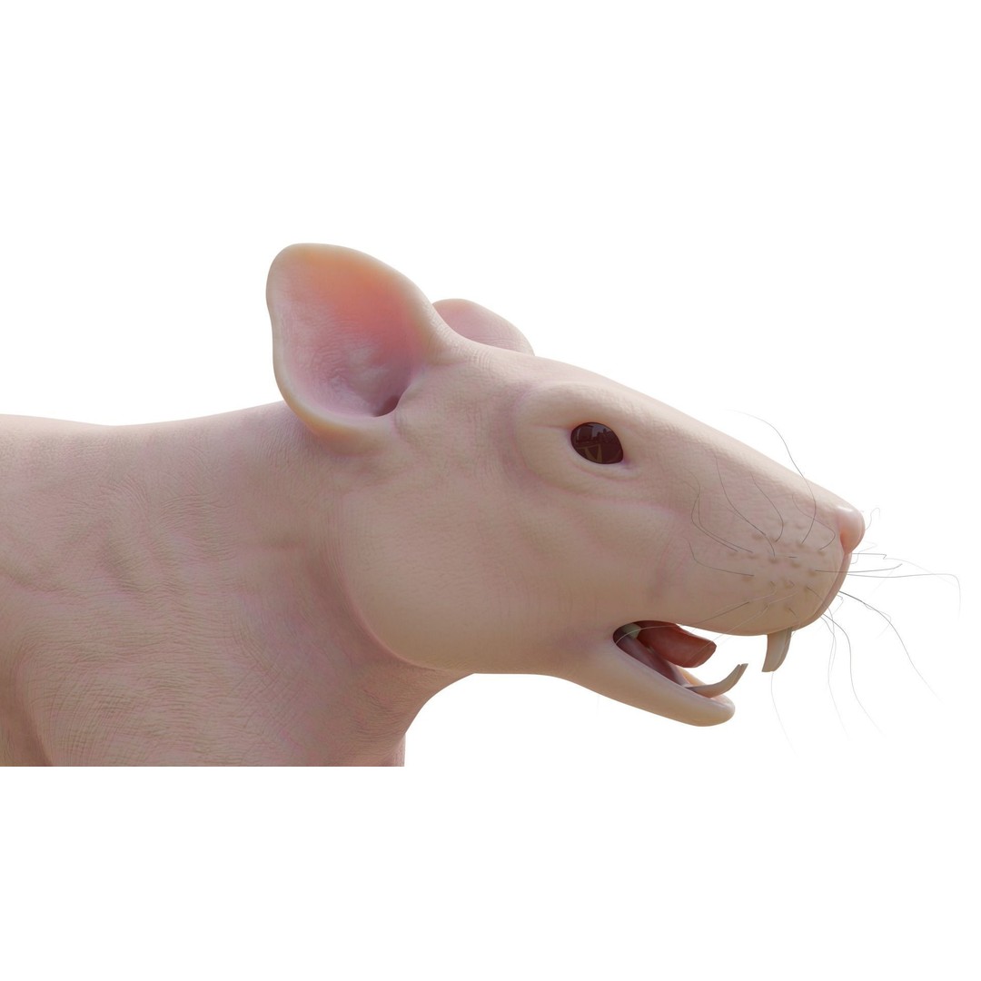 Realistic Rat 3D Model – Rigged PBR Character for VFX, FBX - View 6