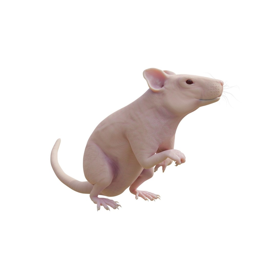 Realistic Rat 3D Model – Rigged PBR Character for VFX, FBX - View 7