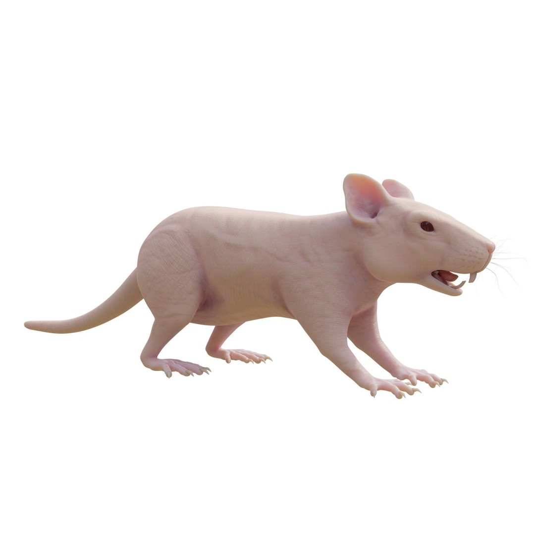 Realistic Rat 3D Model – Rigged PBR Character for VFX, FBX - View 8