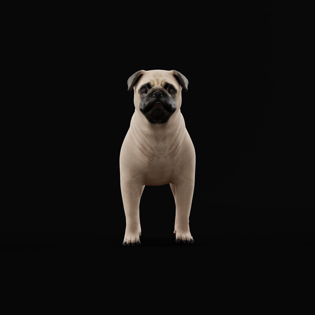 Pug Dog 3D Model – Low Poly Game Ready Character with Animations
