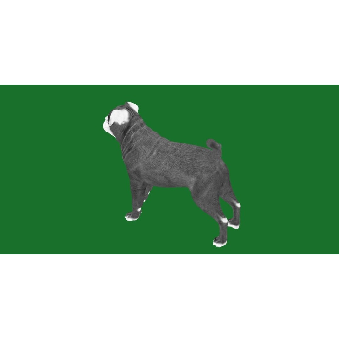 Pug Dog 3D Model – Low Poly Game Ready Character with Animations - View 10