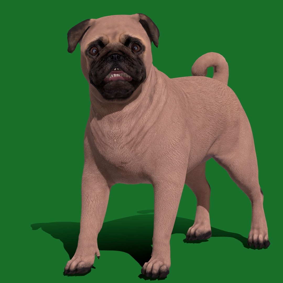 Pug Dog 3D Model – Low Poly Game Ready Character with Animations - View 21