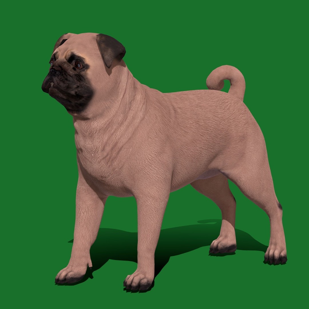Pug Dog 3D Model – Low Poly Game Ready Character with Animations - View 22