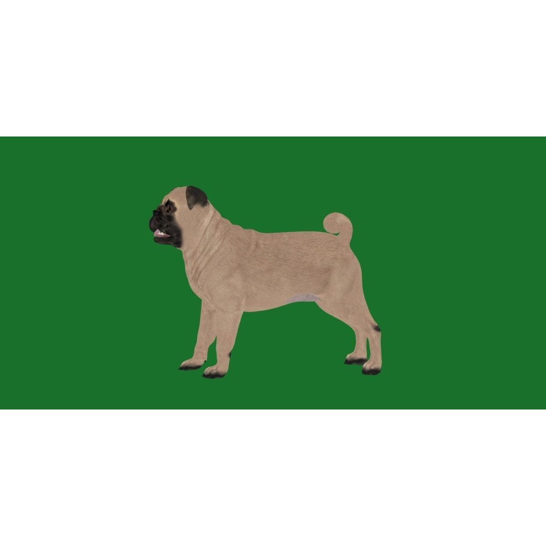 Pug Dog 3D Model – Low Poly Game Ready Character with Animations - View 24