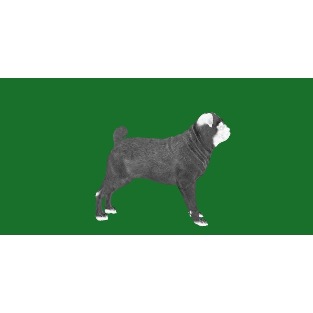 Pug Dog 3D Model – Low Poly Game Ready Character with Animations - View 29