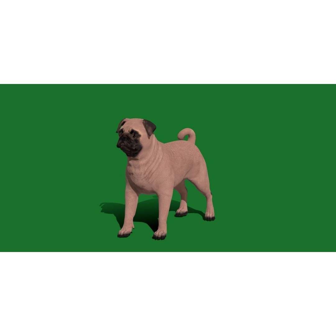 Pug Dog 3D Model – Low Poly Game Ready Character with Animations - View 30