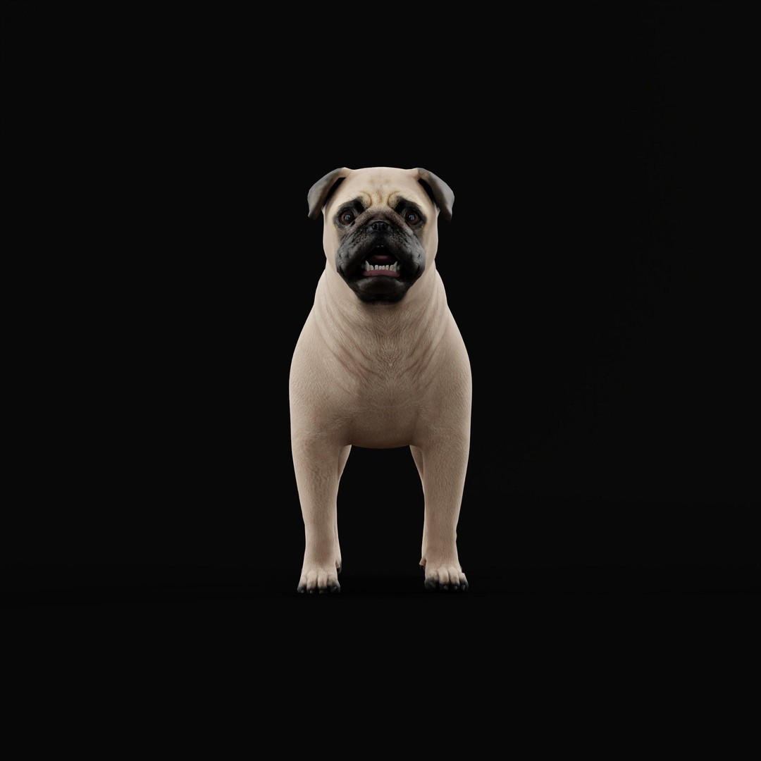 Pug Dog 3D Model – Low Poly Game Ready Character with Animations - View 4
