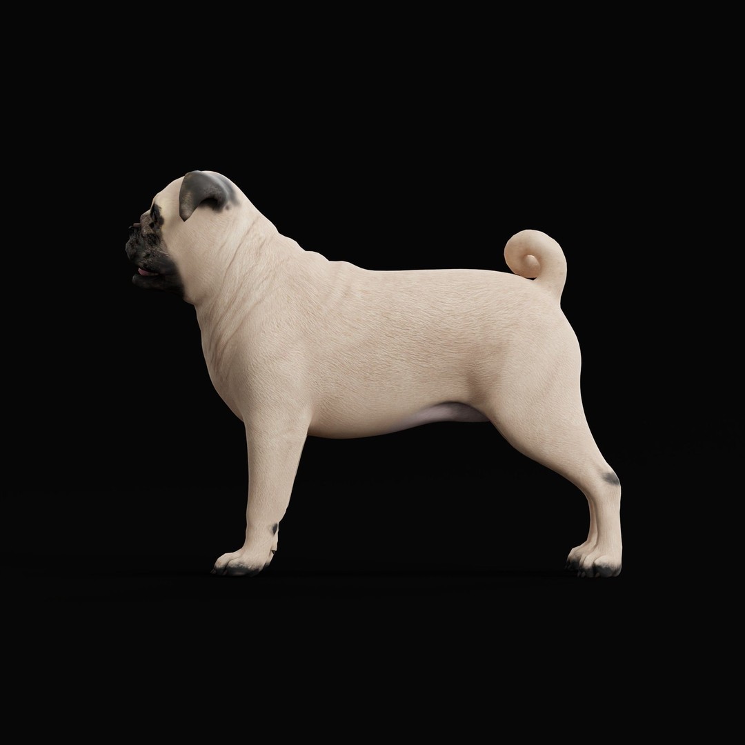 Pug Dog 3D Model – Low Poly Game Ready Character with Animations - View 5