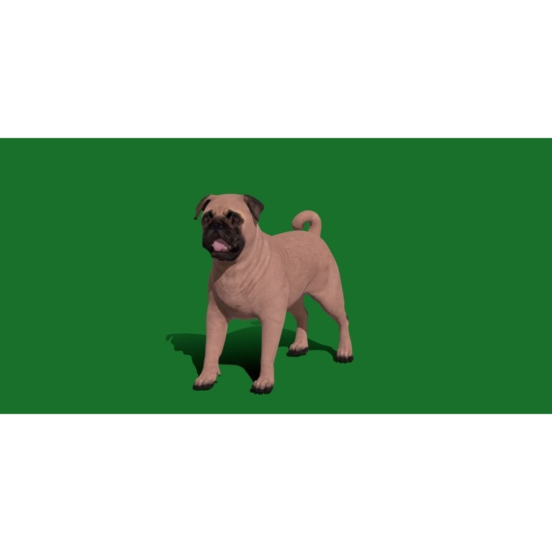 Pug Dog 3D Model – Low Poly Game Ready Character with Animations - View 8